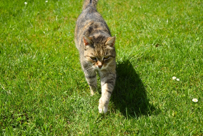 Katze in der Wiese