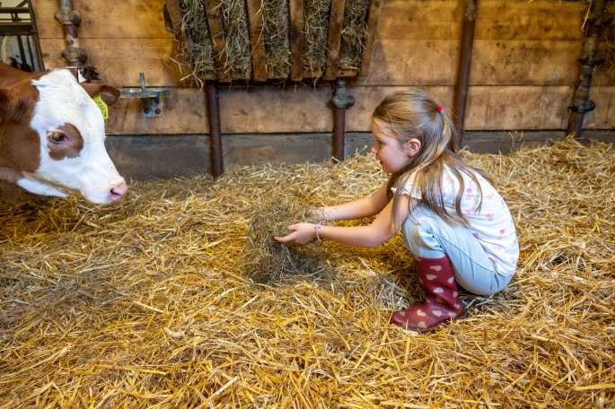 Mädchen füttert Kuh